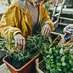 Comment créer un mini-potager de balcon ?