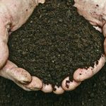 Que faire du compost une fois qu’il est fait ?