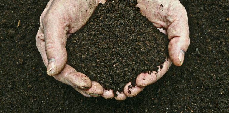 Quoi mettre dans un compost : le guide