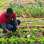 La rotation de culture au potager