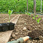 Comment planter des aubergines en pleine terre ?