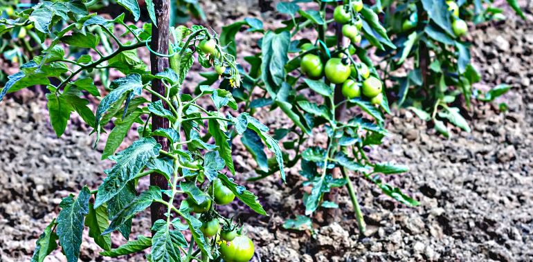 You are currently viewing Comment tuteurer les plants de tomate ?