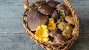 Lire la suite à propos de l’article Comment conserver des champignons frais ?