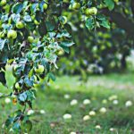 Paillage des arbres fruitiers et amendements : mode d’emploi