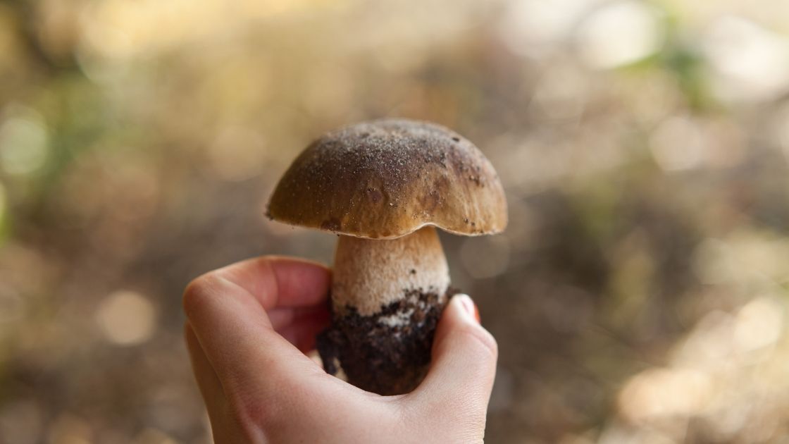 Comment reconnaître un cèpe sans se tromper