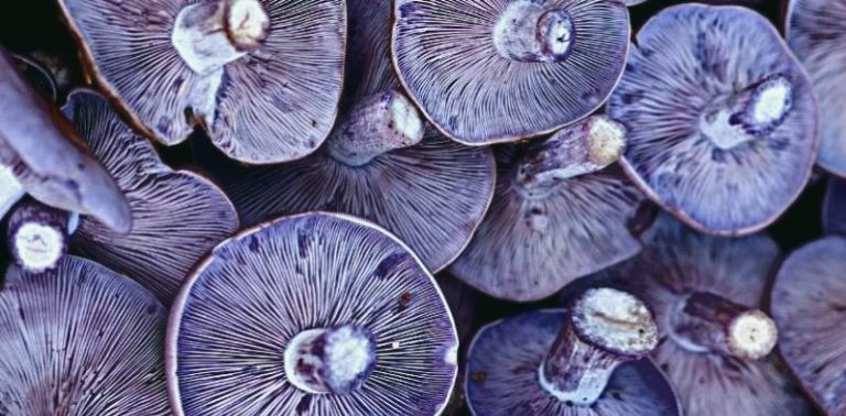 Tout savoir sur le champignon pied bleu et ses caractéristiques