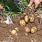 Récolte de la pomme de terre, conseils et astuces