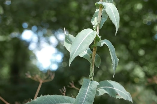 une plante