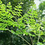 À la découverte du Moringa : origine, bienfaits, consommation, culture