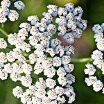 Achillée millefeuille : tout ce qu’il faut savoir