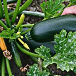 Comment savoir si une courgette est mûre