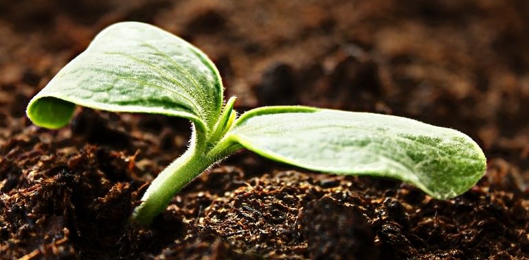 You are currently viewing Dès mars semer courgettes et radis est possible