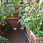 Comment cultiver des tomates en pots sur votre balcon ?