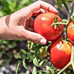 Comment récolter les tomates ?