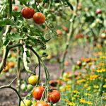 Quoi planter avec les tomates ?