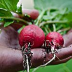 Tout savoir sur la culture du radis rose au potager