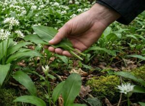 Lire la suite à propos de l’article Ail des ours bienfaits et danger