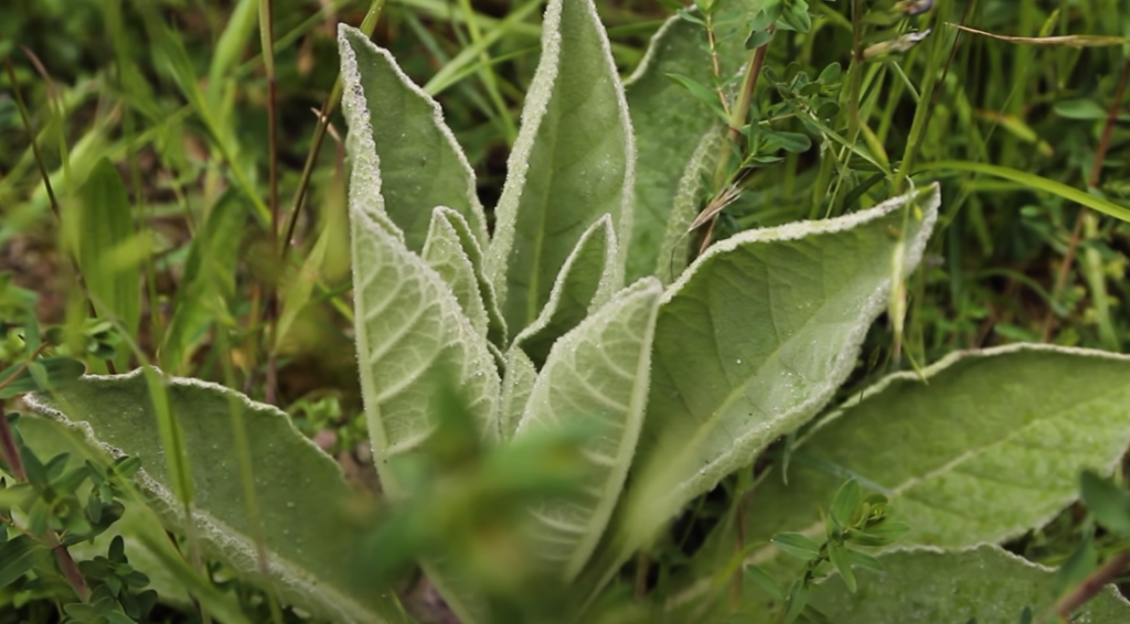 Préparer une tisane de bouillon blanc contre la toux