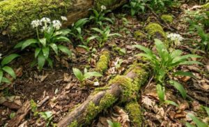 Lire la suite à propos de l’article Où trouver de l&rsquo;ail des ours en Normandie ?