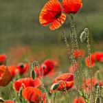 Le coquelicot est-il comestible ?