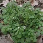 Tout savoir sur la cardamine hérissée