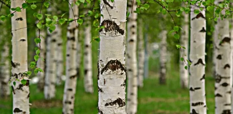 You are currently viewing Bouleau : tous savoir sur cet arbre remarquable