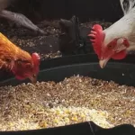 Que mangent les poules comme déchets de cuisine ?