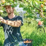 Comment créer une guilde d’arbres fruitiers dans votre jardin ?