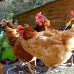 Savoir bien utiliser le fumier de poule au jardin