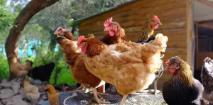 Lire la suite à propos de l’article Savoir bien utiliser le fumier de poule au jardin