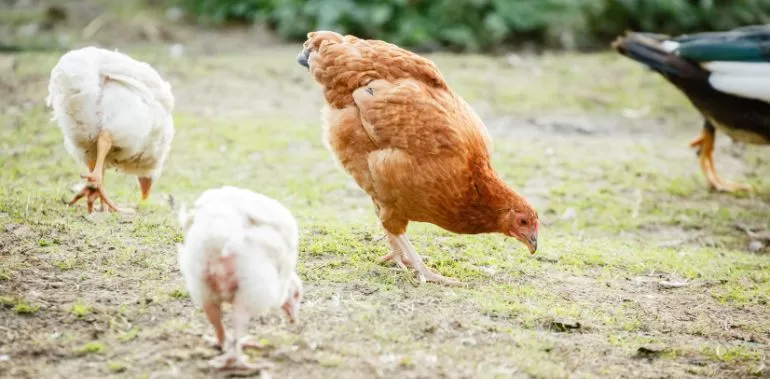 You are currently viewing Comment les poules attrapent la grippe aviaire