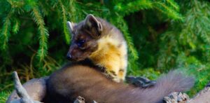 Lire la suite à propos de l’article Quel animal tue les poules et les laisse sur place : les indices pour l&rsquo;identifier