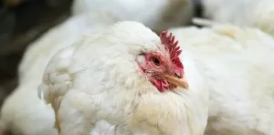 Lire la suite à propos de l’article Poules qui toussent : les solutions aux problèmes respiratoires.