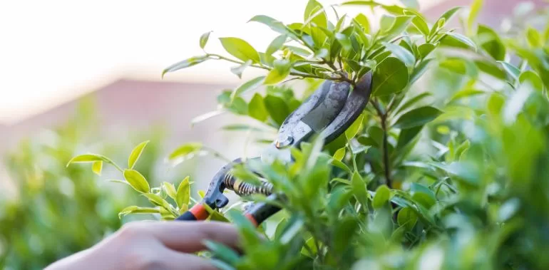 You are currently viewing Pourquoi tailler les arbres fruitiers ?