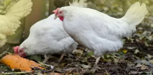 Lire la suite à propos de l’article Que donner aux poules pour les faire pondre ?