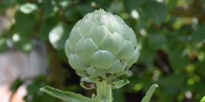 Lire la suite à propos de l’article Quand récolter l&rsquo;artichaut au potager ?