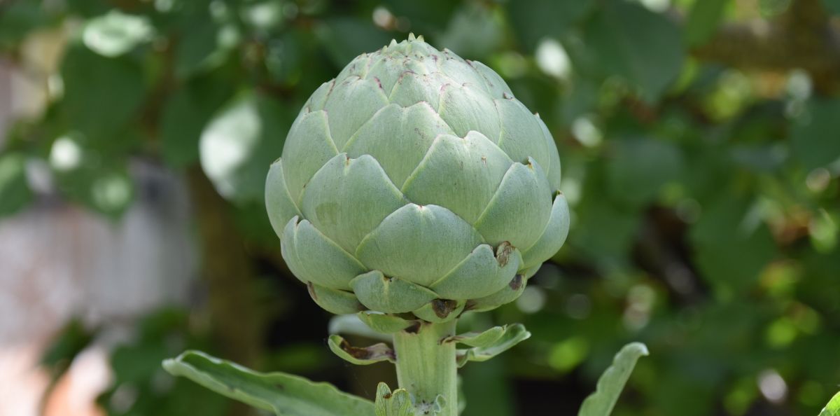 You are currently viewing Quand récolter l&rsquo;artichaut au potager ?