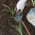 Quand planter l’ail au potager ?