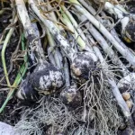 Quand récolter l’ail au potager ?