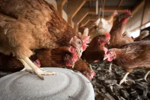 Lire la suite à propos de l’article Alimentation poule pondeuse au printemps