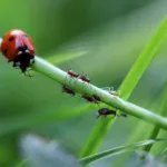 Les animaux utiles du jardin, vos précieux alliés