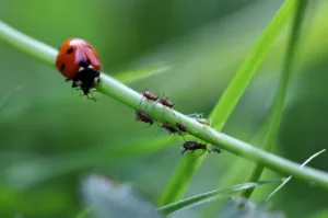 Lire la suite à propos de l’article Les animaux utiles du jardin, vos précieux alliés