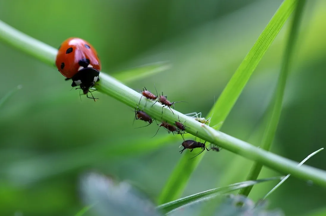 You are currently viewing Coccinelle pour pucerons : tout savoir