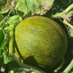 Cultiver du melon dans son potager