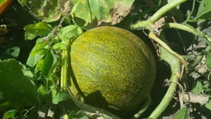 Lire la suite à propos de l’article Cultiver du melon dans son potager