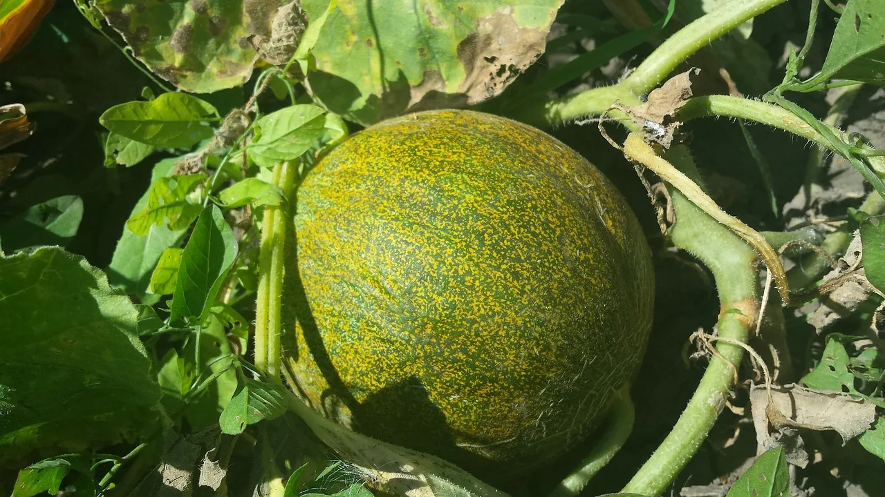 You are currently viewing Cultiver du melon dans son potager