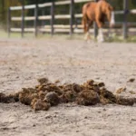 Fumier de cheval : quand et comment l’utiliser au potager