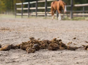 Lire la suite à propos de l’article Fumier de cheval : quand et comment l’utiliser au potager