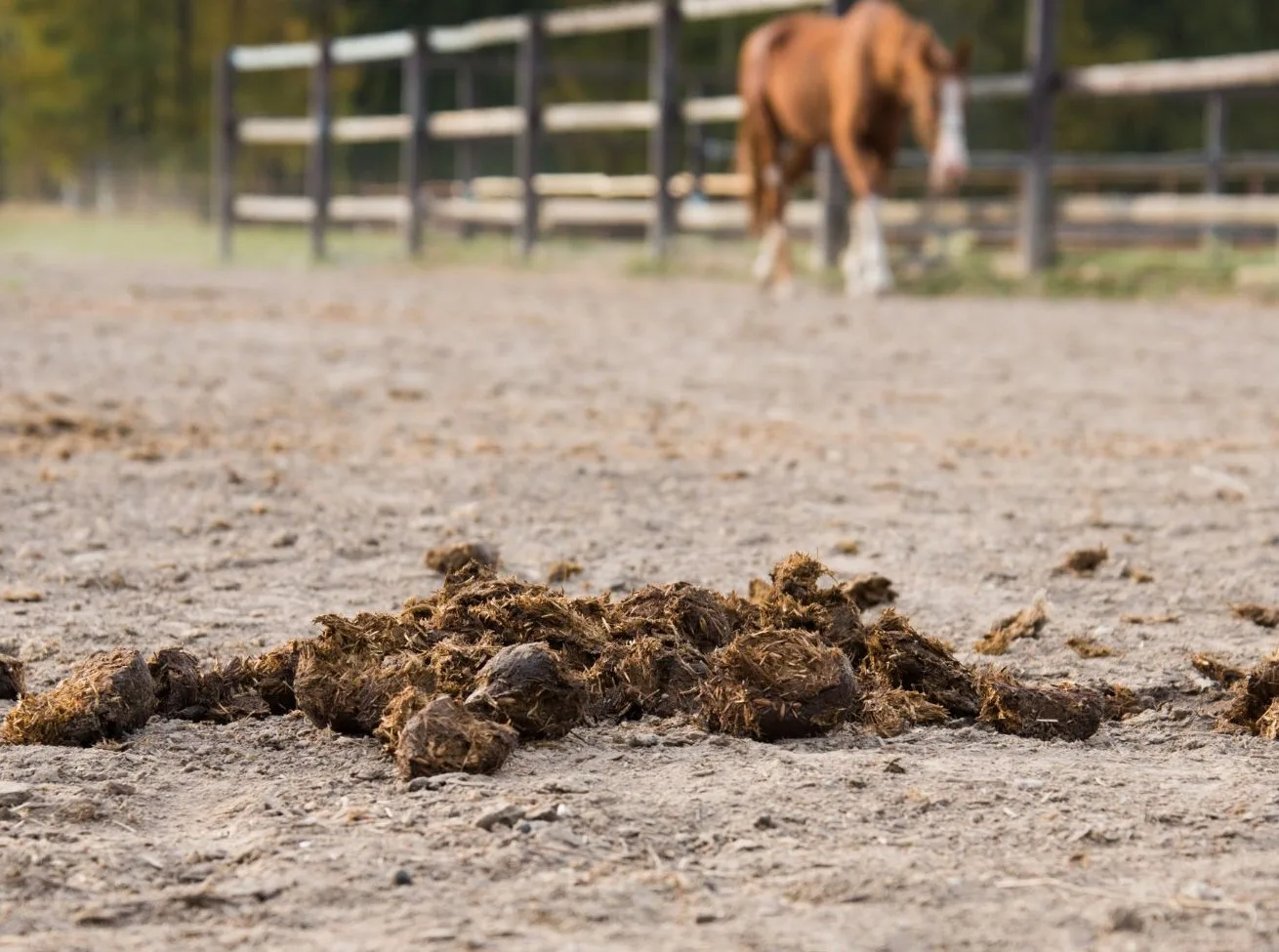 You are currently viewing Fumier de cheval : quand et comment l’utiliser au potager