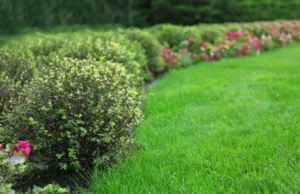 Lire la suite à propos de l’article Haies de jardin : bien les choisir